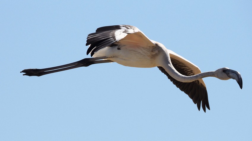 Uccelli alla Salina di Stintino